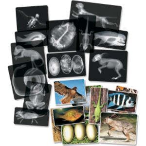 Animal X-Ray Set, Set of 14
