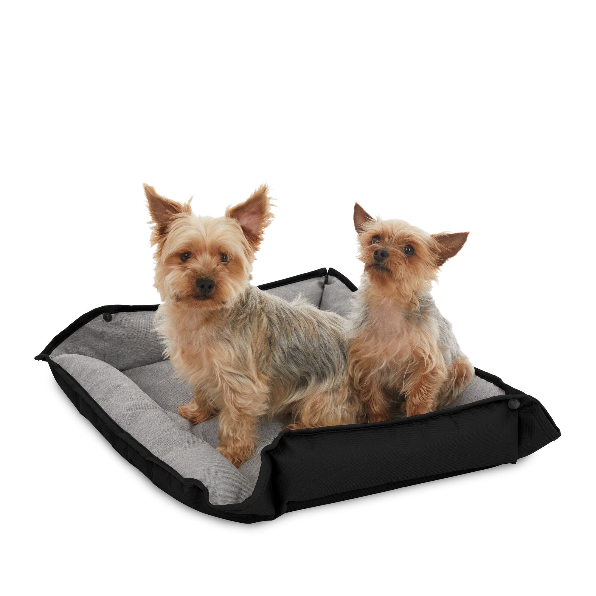 Two yorkie dogs on one black plush pet bed