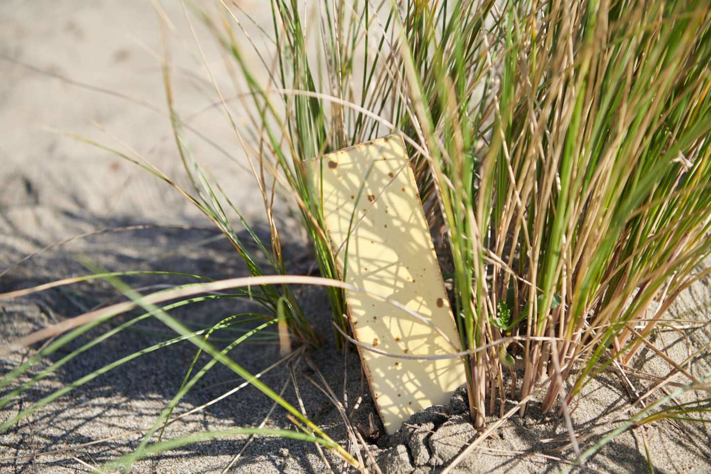 a yellow rectangle tile in a patch of grass on the sand.