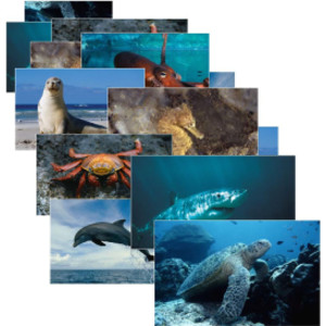 Sea Life Poster Set, Set of 14
