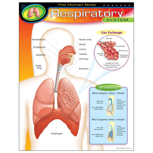 Human Body Respiratory System Learning Chart