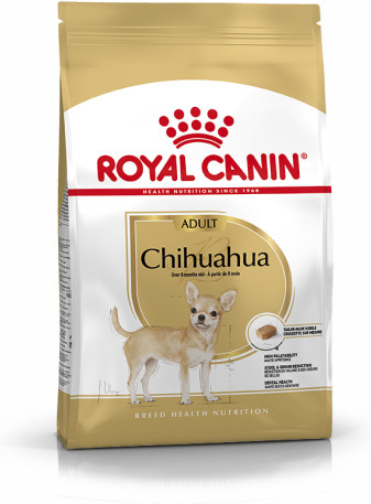 Chihuahua Adult