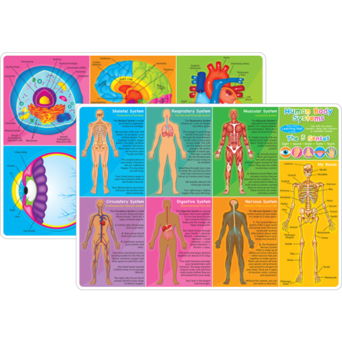 Smart Poly&trade; Learning Mat, 12" x 17", Double-Sided, Human Body Systems & Anatomy