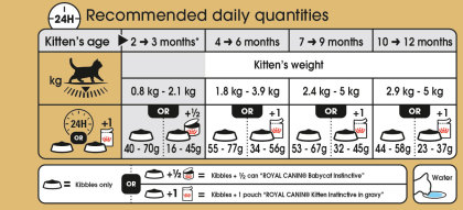 British Shorthair Kitten feeding guide