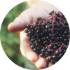 Elderberries in hand