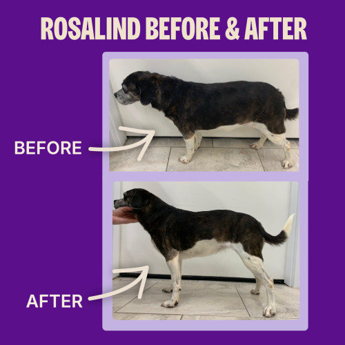 The benefits of Wellness CORE+  Healthy Weight Deboned Turkey & Chicken with Freeze Dried Turkey Recipe