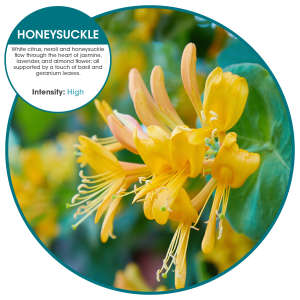 Hillyard, Eco Bowl Clip Deodorizer, Honeysuckle