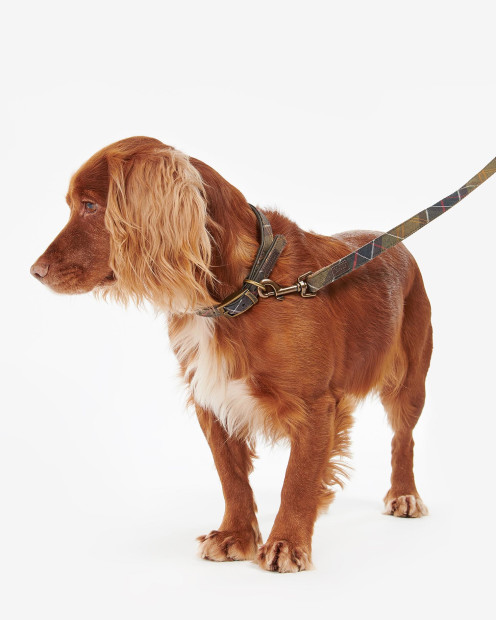 Guinzaglio per cani Tartan 