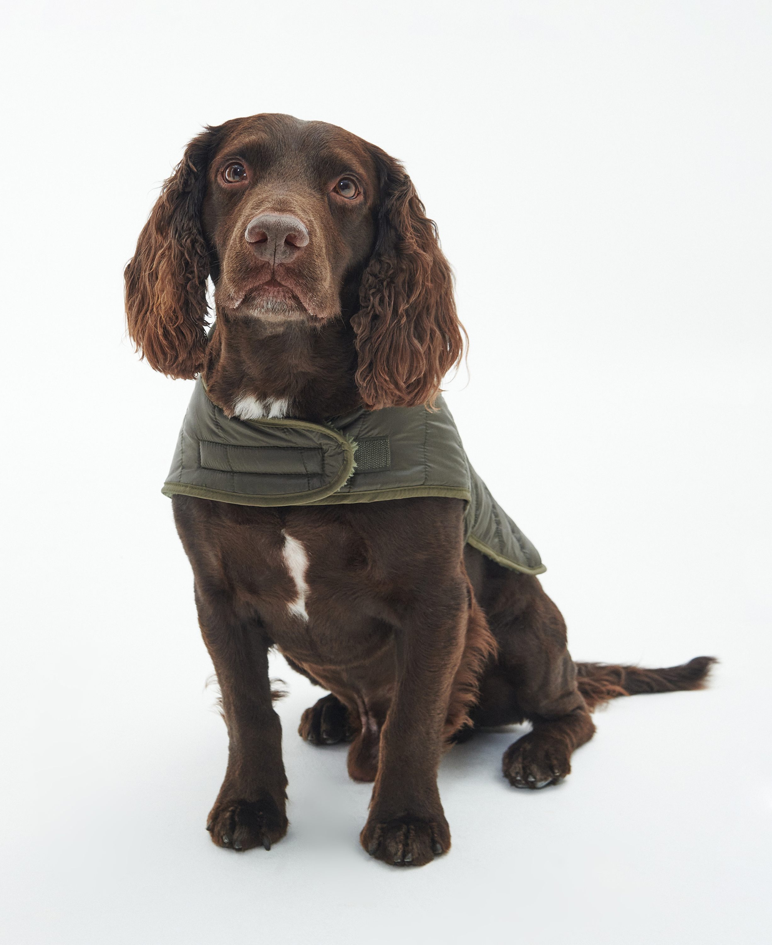 Baffle Quilted Dog Coat image number 1