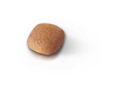 Bichon Frise Adult kibble