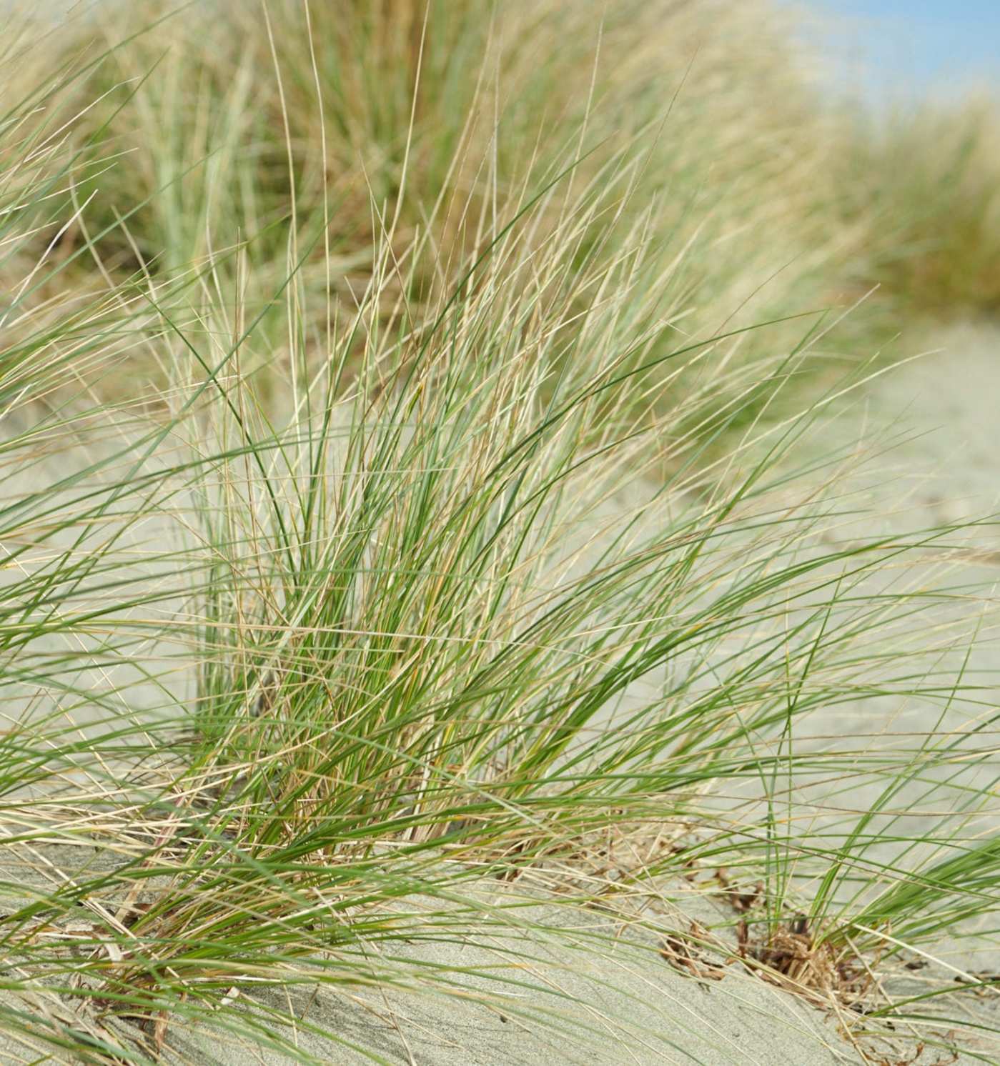 grass growing in the sand on a beach.