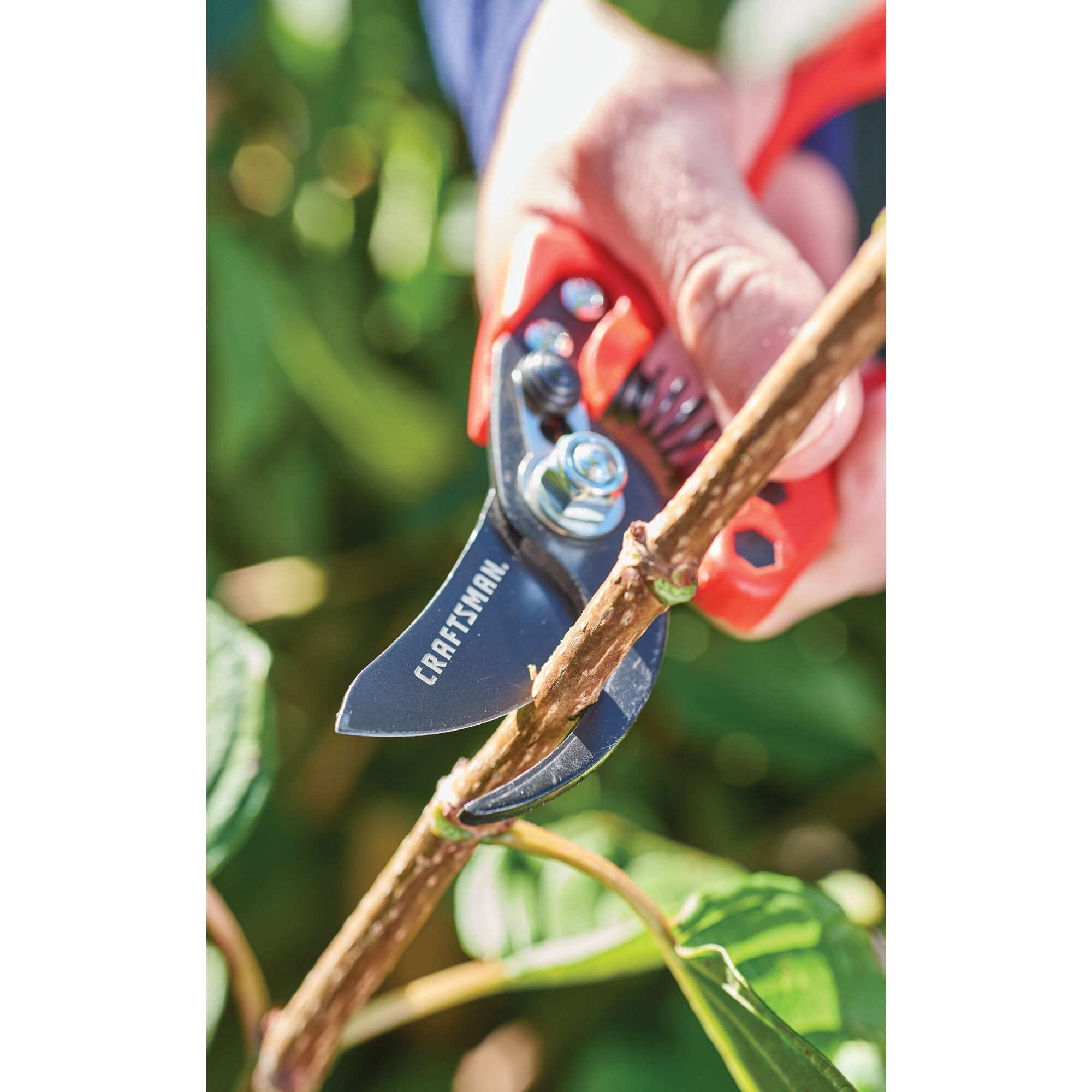 Bypass pruner being used by a person to cut a branch.