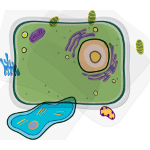 See-Through Plant Cell Builder