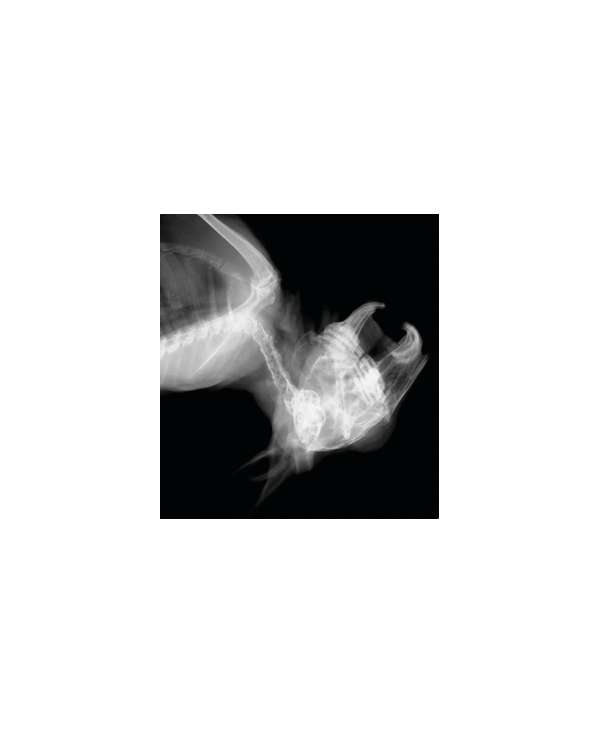 s--N2rluRmw--/oqzbn3xfz71mmi416d37.jpg