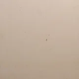 French Limestone Crema Cascais 24×24 Field Tile Honed