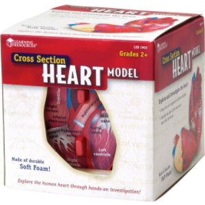 Soft Foam Cross-Section Human Heart Model