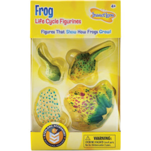 Frog Life Cycle Stages