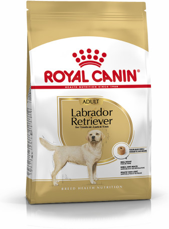 Labrador Retriever Adult