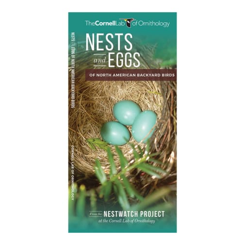 Nests & Eggs: Of North American Backyard Birds