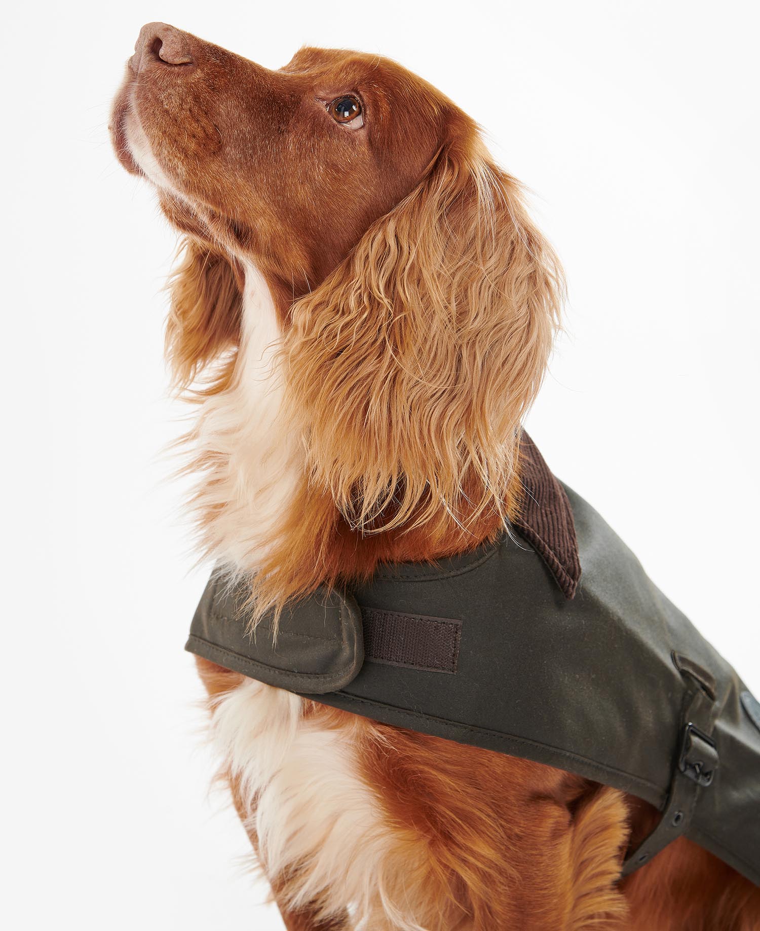 Hundemantel Wachs image number 3