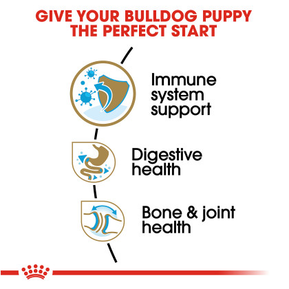 Bulldog Puppy Dry Dog Food - Royal Canin
