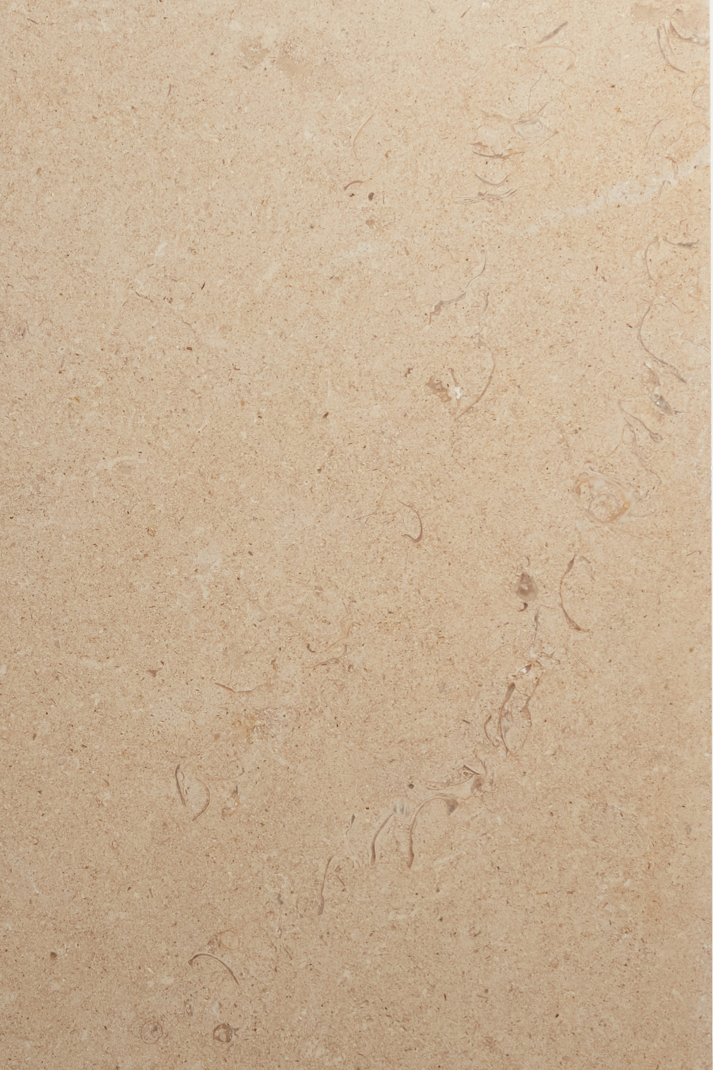 A close up image of a tan limestone tile showing the fine-grained look. Lightly fossilized with light dustings of grey and thick veining in places.