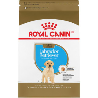Labrador Retriever Puppy Dry Dog Food