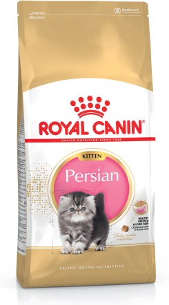 Persian Kitten