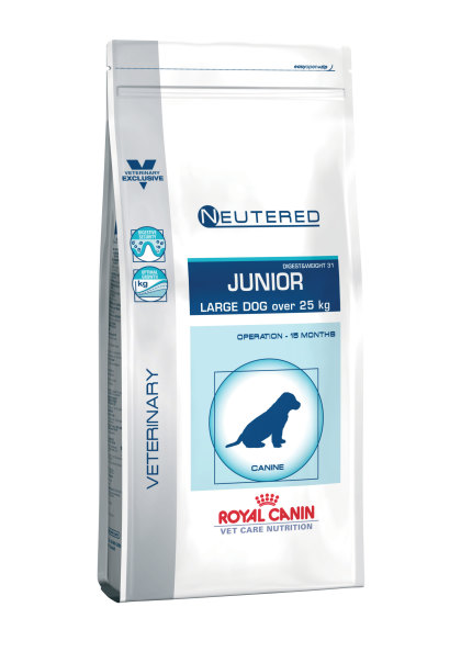 Neutered junior large dog