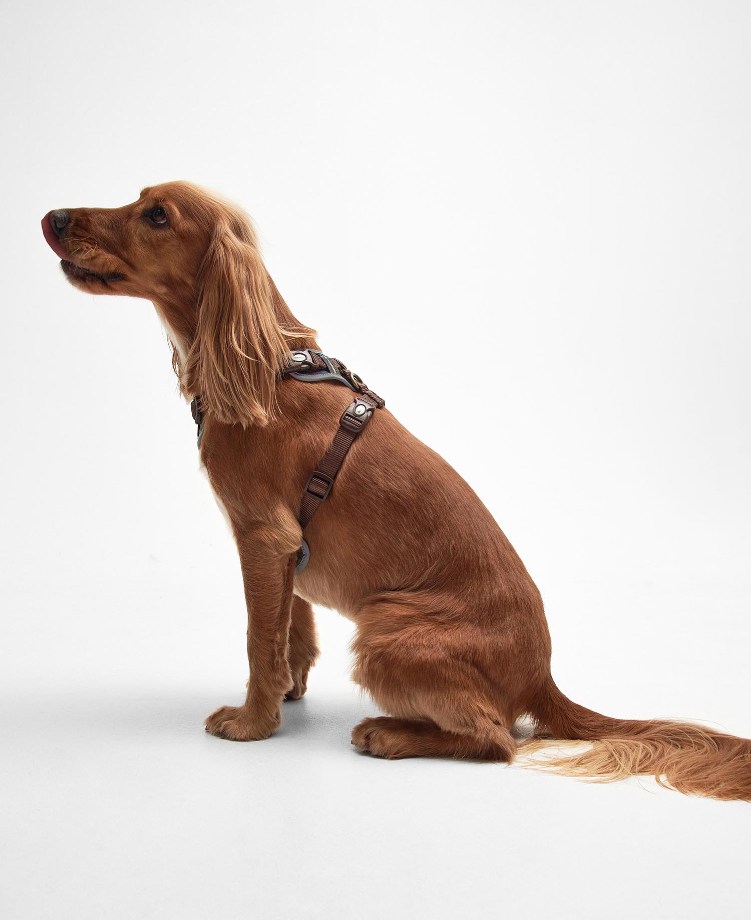 Adjustable Tartan Harness image number 1