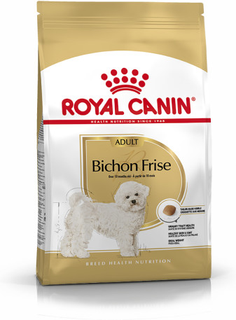 Bichon Frise Adult