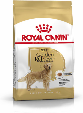 Golden Retriever Adult