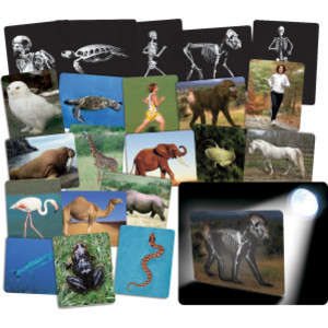 What's Inside Animals Card Set