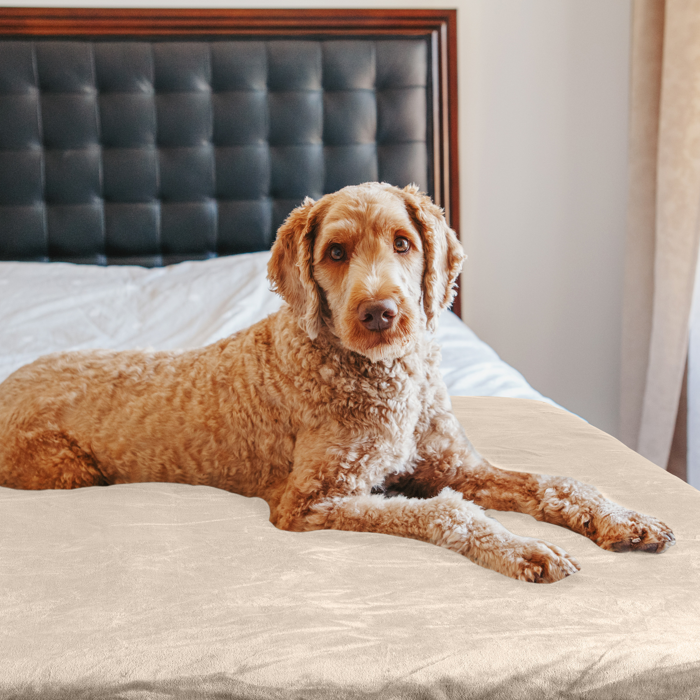 PETMAKER 60x80in Dog Blanket Throw Blankets for Bed Puppy Essentials - Picture 9 of 26