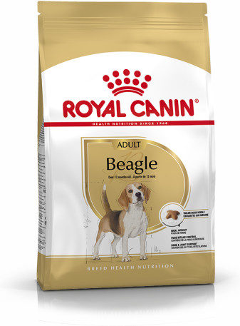 Beagle Adult