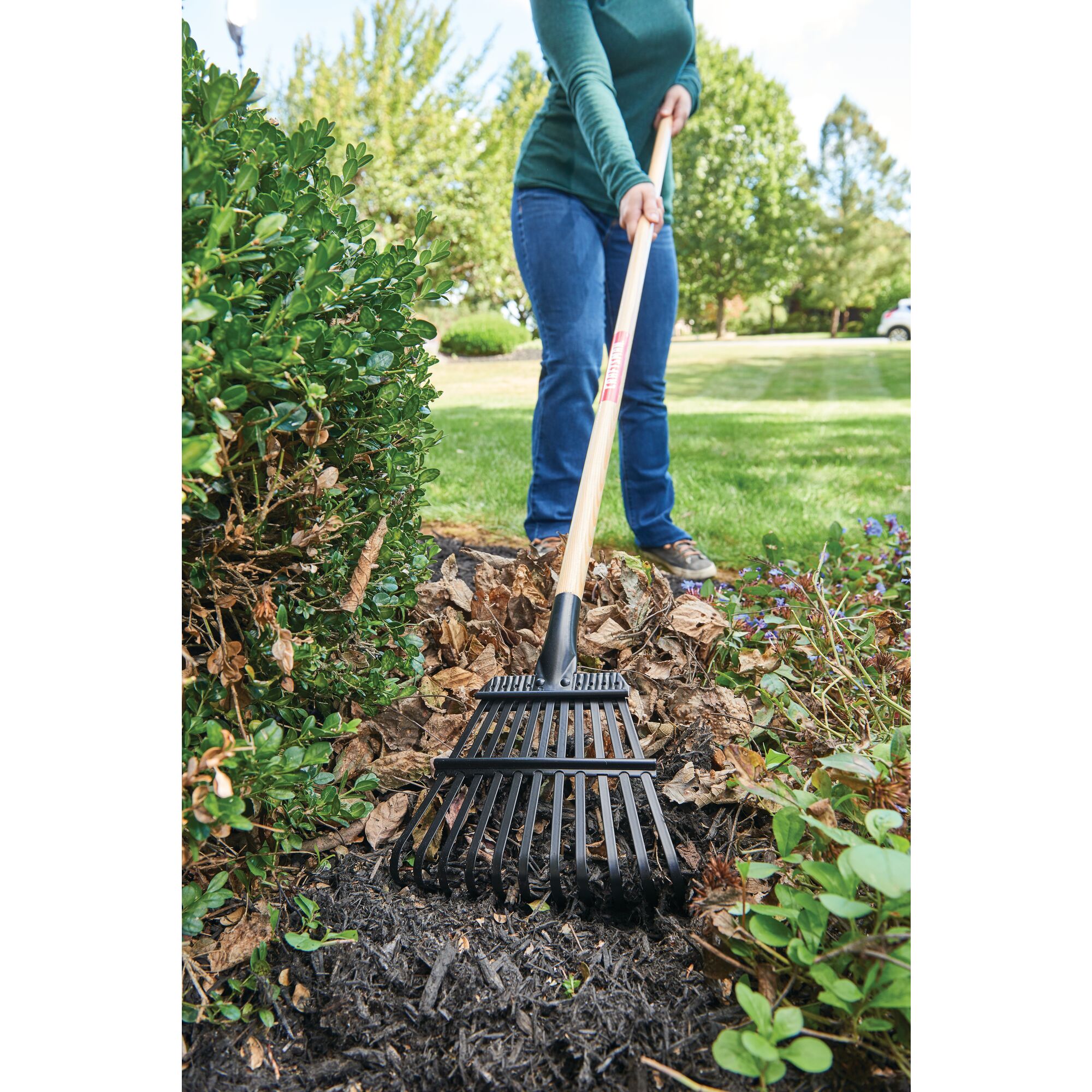 11 tine wood handle shrub rake being used to rake leaves from the ground by a person.