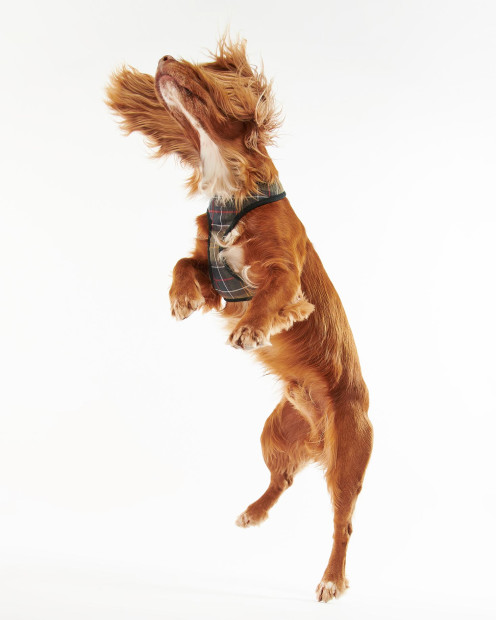 Pettorina per cani Tartan 