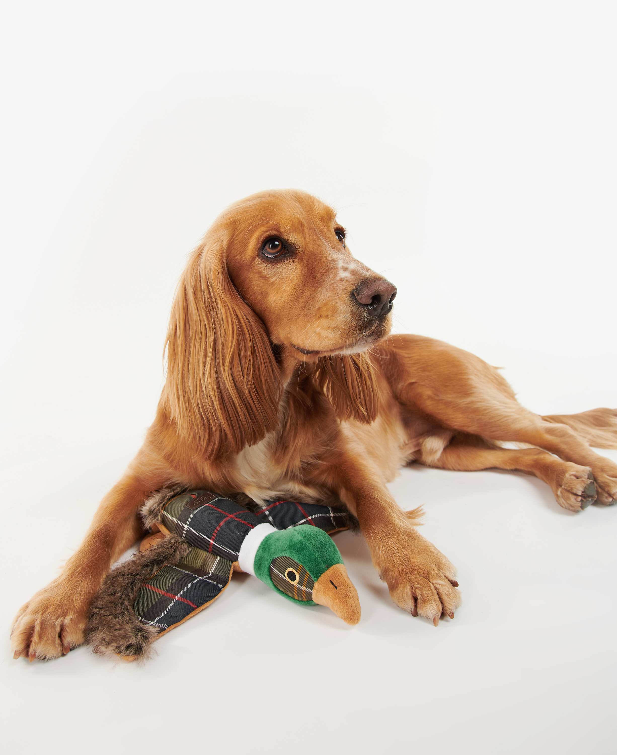 Pheasant Dog Toy image number 1