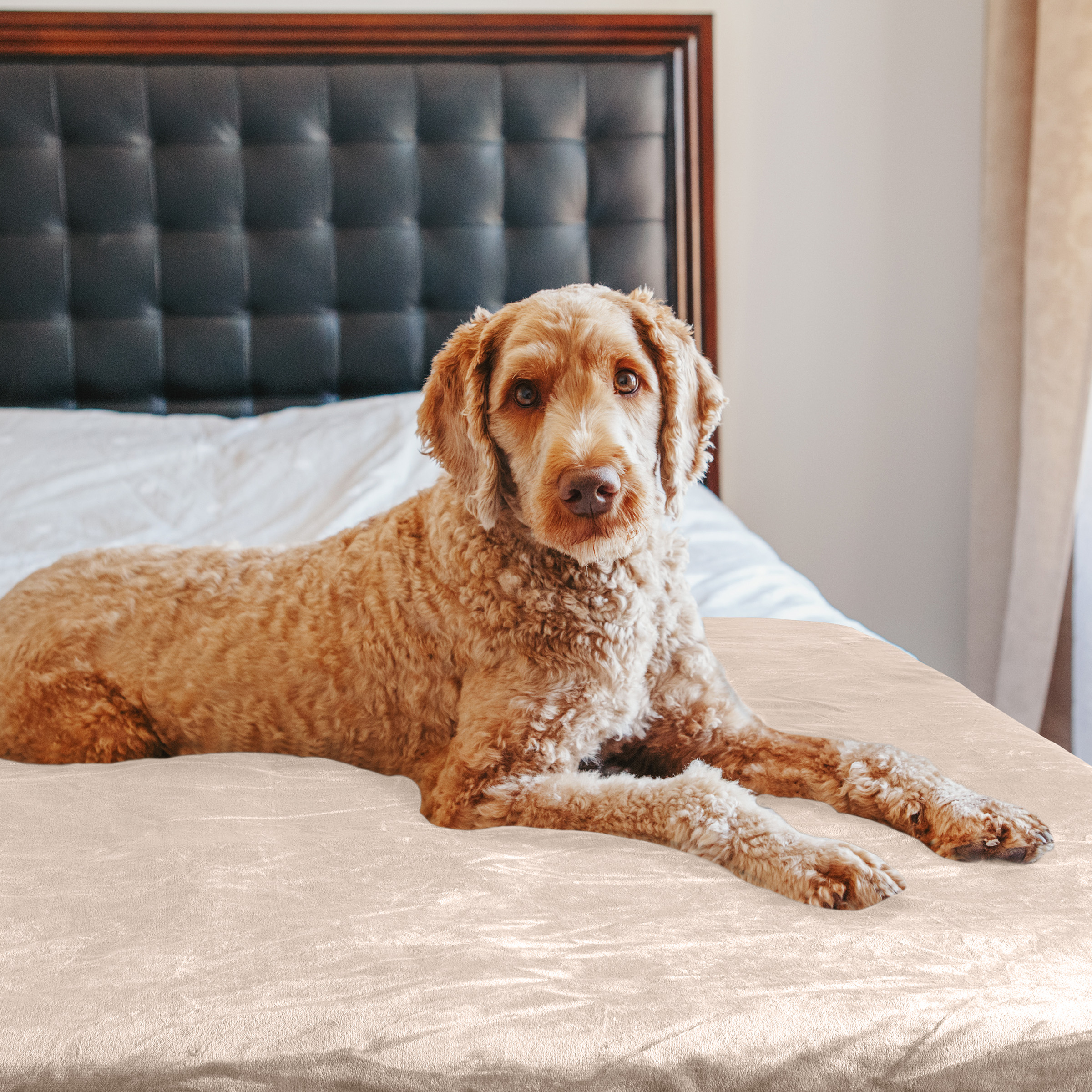 PETMAKER 60x80in Dog Blanket Throw Blankets for Bed Puppy Essentials - Picture 24 of 26