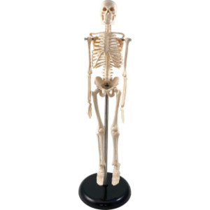 Human Skeleton Model with Key, 17"