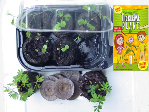 Grow Your Own TickleMe Plants