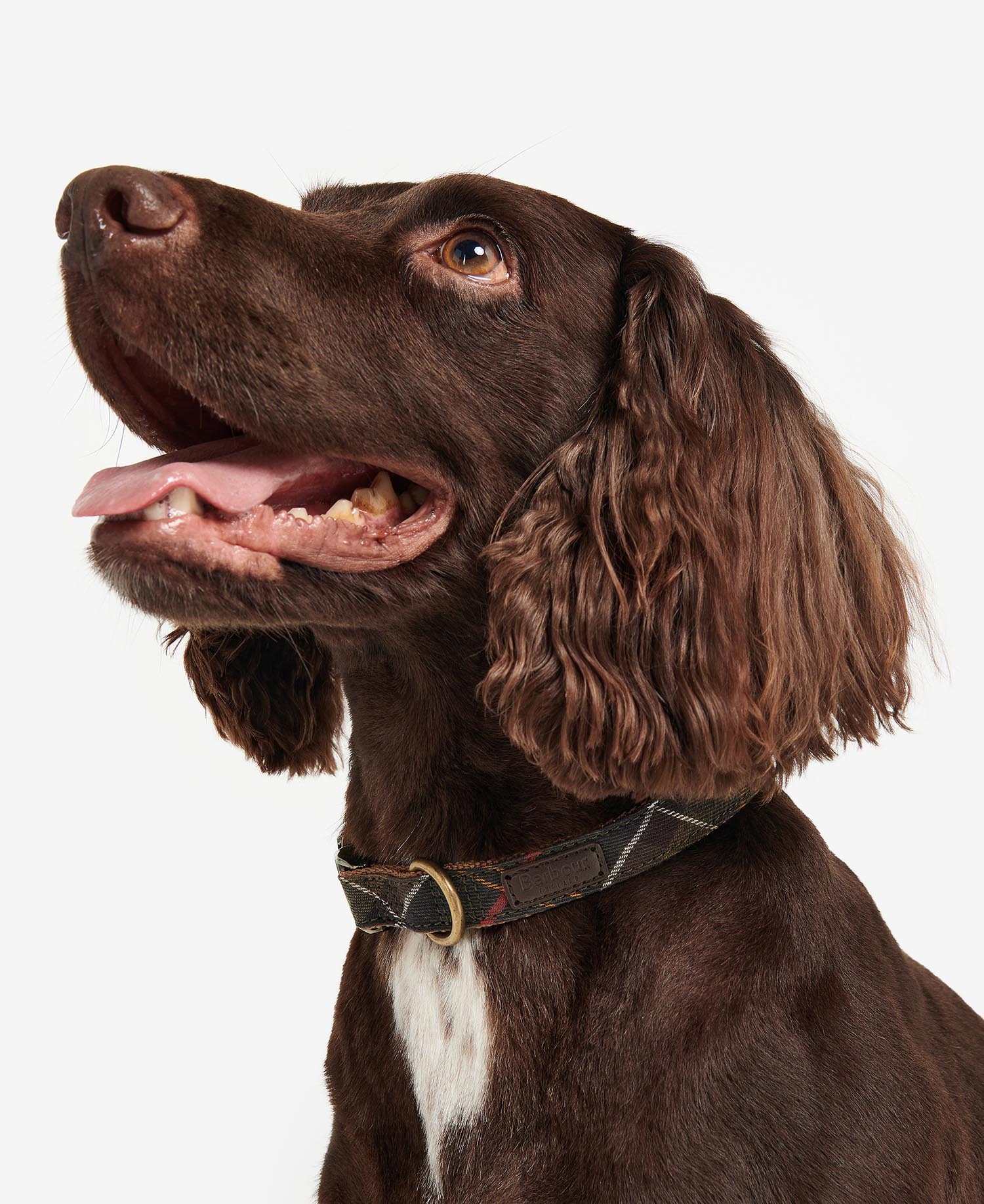 Tartan/Webbing Collar image number 0