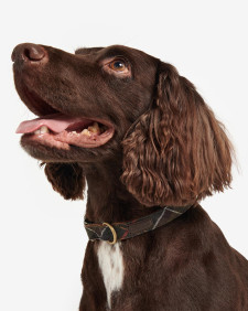 Tartan/Webbing Collar Classic Tartan