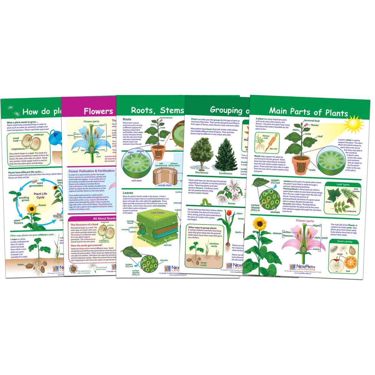 All About Plants Bulletin Board Chart Set, Grades 3-5 - NP-943501