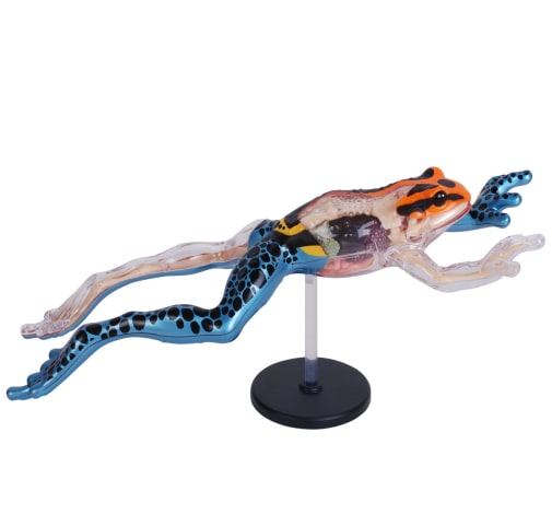 4D Vision Poison Dart Frog Model