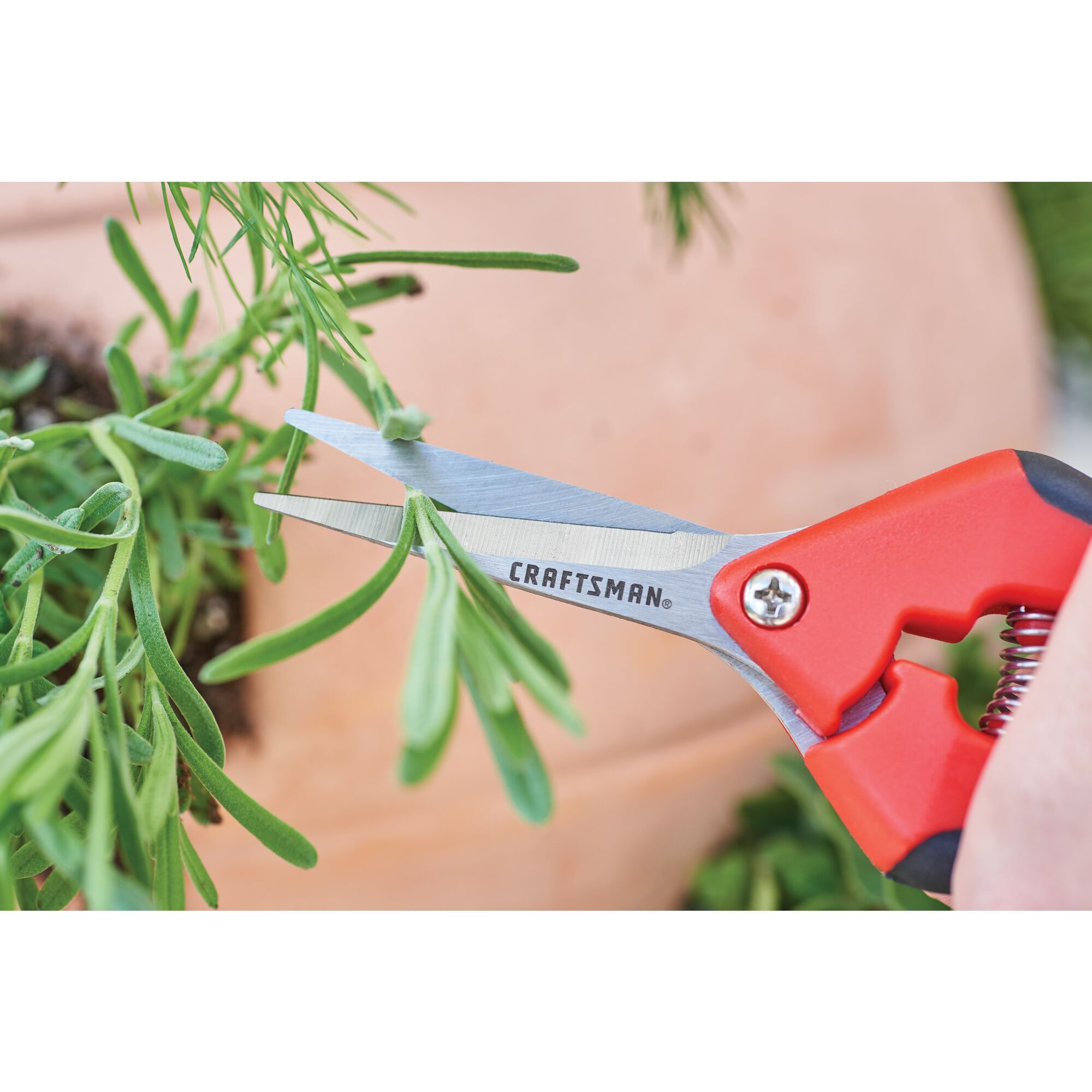 Garden snips being used by a person to cut small household plant.