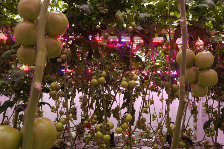 Arize Integral installed within the canopy of a high wire tomato greenhouse at Wageningen University