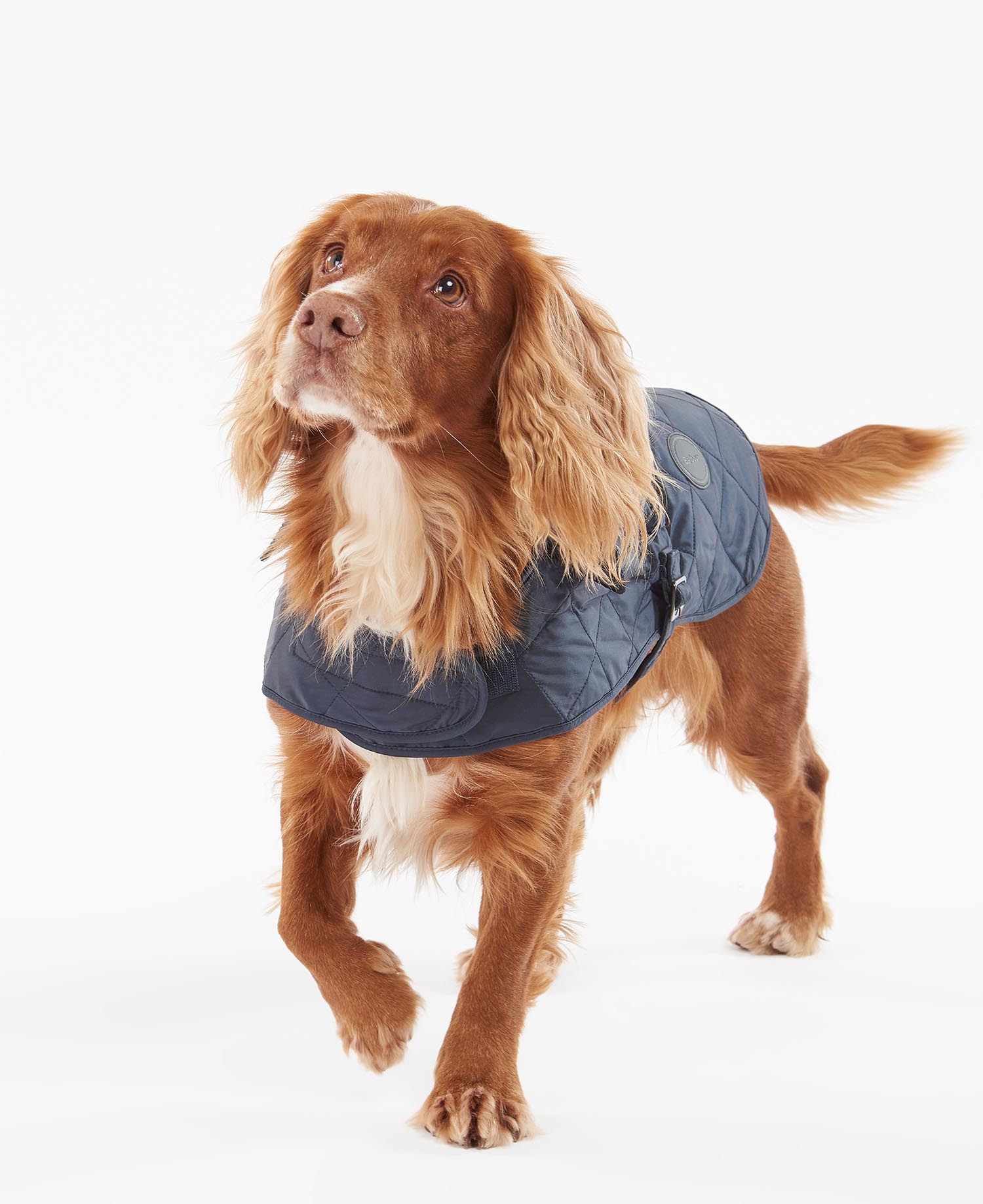 Quilted Dog Coat image number 0