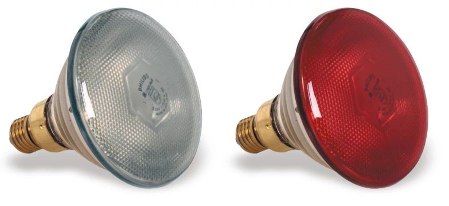 Ampoule saule rouge de 175 watts pour lampes chauffante