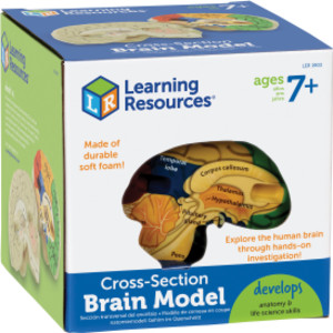Soft Foam Cross-Section Human Brain Model